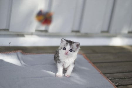 Cat - sleeping, cat face, hat, cat, kitty, animals, lovely, kitten, paws, face, pretty, cats, beautiful, cute