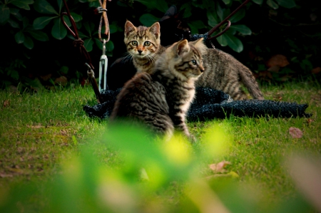 Cats - hat, pretty, cat face, beautiful, lovely, paws, cat, kitten, cute, cats, face, sleeping, animals, kitty