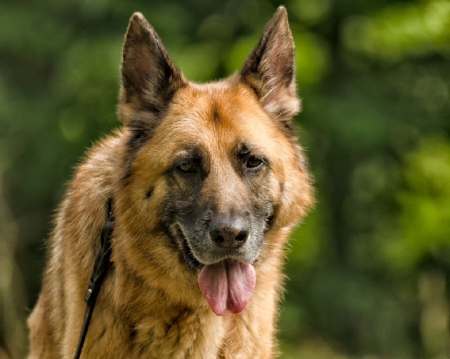 German shepherd - pretty, puppys, beautiful, dog, lovely, sweet, animal, dogs, cute, puppy, animals