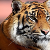 Intense Tiger