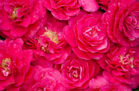 Camellia - camellia, pink, flowers, pink  camellia, flower