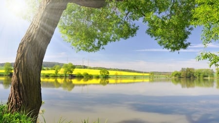 lake on a bright sunny day - shore, summer, sunshine, lake, tree