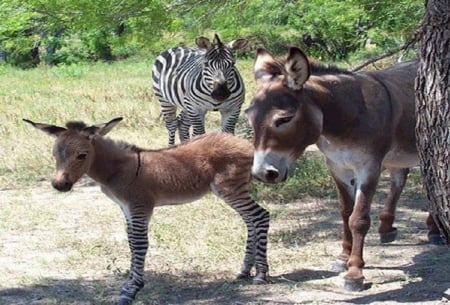 LITTLE DEBRA - animal, zebra, donkey, cute