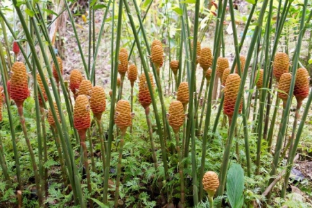 TORCH GINGER - torch, nature, ginger, plant