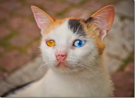 BEAUTIFUL EYES - coloured, two, cat, eyes