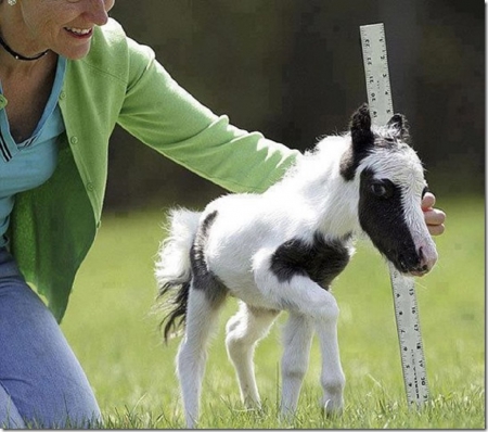 EINSTEIN-WORLDS SMALLEST HORSE