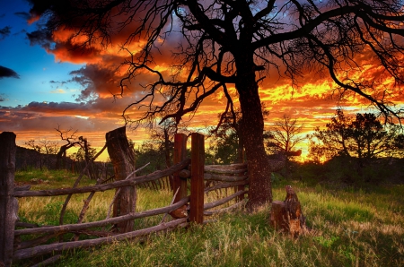 * SIMPLE BEAUTY * - orchrd, trees, nature, sunset