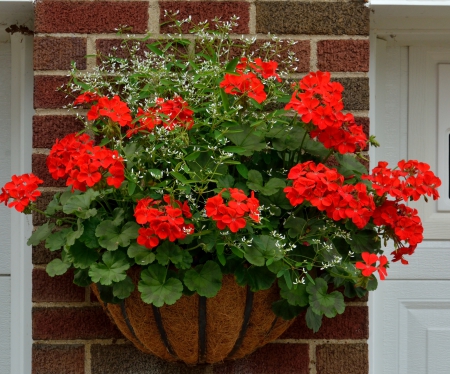 Hanging Red Roses - hanging flowers, red roses, hanging red roses, rose basket