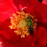 Macro Bee and Flower