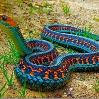 CALIFORNIA RED-SIDED GARTER SNAKE