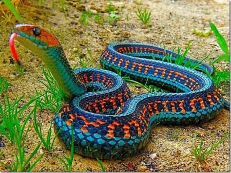 CALIFORNIA RED-SIDED GARTER SNAKE - garter, red, sided, snake