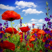 Poppy Field