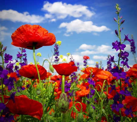 Poppy Field - summer, flowers, field, poppy, blossom, wild