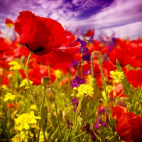 Poppy Field