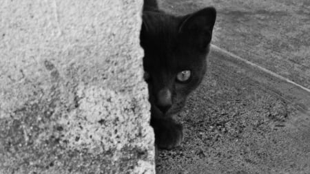 spy - animal, wp, black, cat