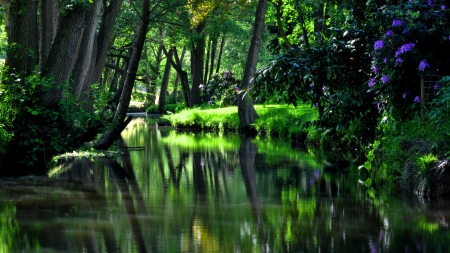 tree reflection - lake, trees, reflection, forest, water, green