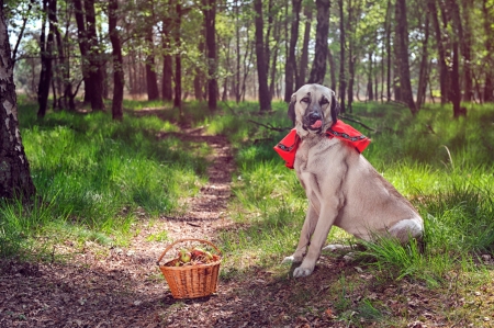 * Dog in forest * - animal, animals, dogs, dog