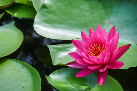 * Beauty * - flowers, water, nature, flower, lily