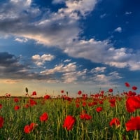 Poppies Field