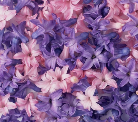 PURPLE & PINK FLOWERS - PURPLE, PINK, FLOWERS, PETALS