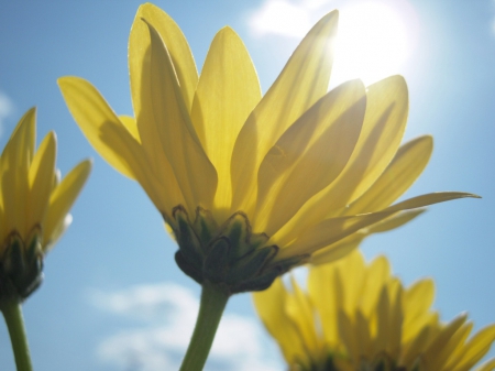 Yellow flowers and blue sky - sky, clouds, flowers, spring, blue sky, nature, sun