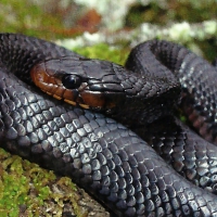 Eastern Indigo Snake 1