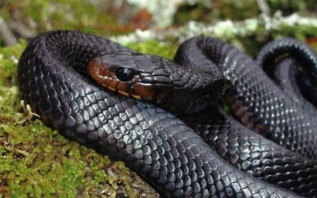 Eastern Indigo Snake 1 - wide screen, wildlife, animal, reptile, photo, photography, indigo, snake