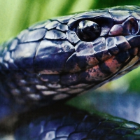 Close-up Indigo Snake F