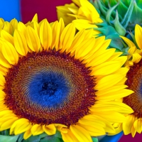 sunflowers