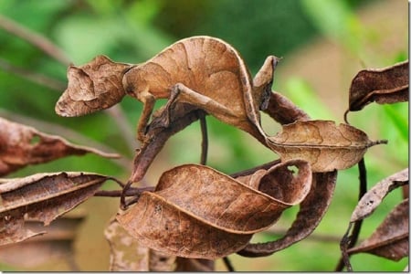 SATANIC LEAF TAILED GECKO