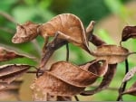 SATANIC LEAF TAILED GECKO