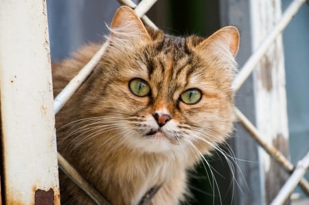 Cat - sleeping, cat face, hat, cat, kitty, animals, lovely, kitten, paws, face, pretty, cats, beautiful, cute