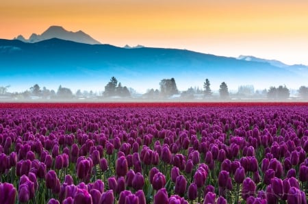 Purple Tulips - blossoms, mist, springtime, field, mountains