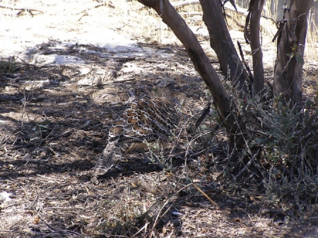 MALLEEFOWL - camouflage, image, malleefowl, bird