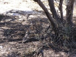 MALLEEFOWL