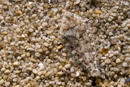 FLOUNDER - fish, camouflage, image, flounder