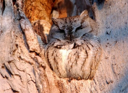 EASTERN SCREECH OWL - camouflage, screech, owl, eastern