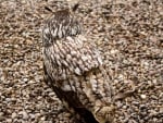 OWL ON GRAVEL