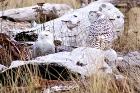 OWLS ON LOG - CAMOUFLAGE, IMAGE, OWLS, LOG