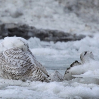 SNOWY OWL ON ICE