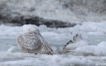 SNOWY OWL ON ICE - ice, owl, snowy, camouflage