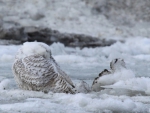 SNOWY OWL ON ICE