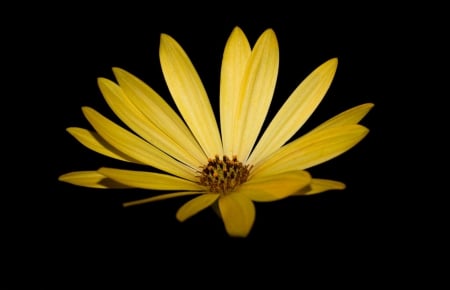 Yellow - black, macro, yellow, flower