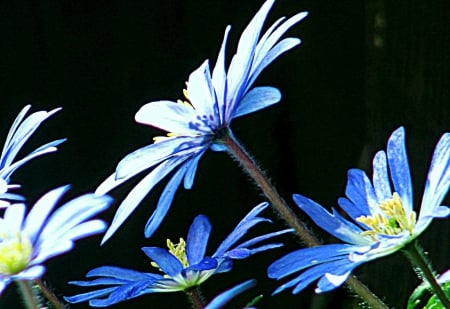 Blue Flowers - nature, flowers, blue, flower