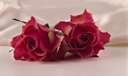 For Ramya - roses, flowers, friend, red