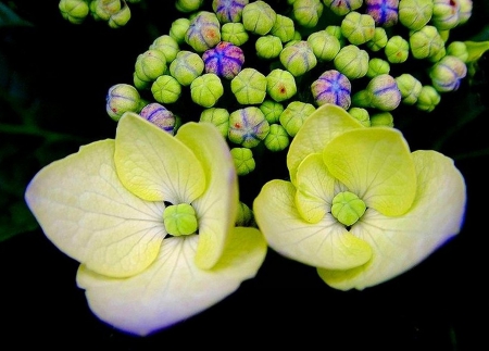 Flowers - flowers, beautiful, white, green