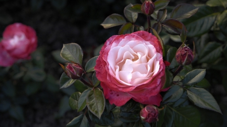 Rose - white, red, flower, rose