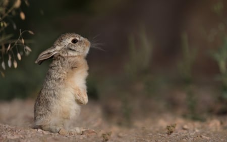 Bunny - easter, rabbit, animal, cute, bunny