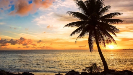 beautiful tropical sunset - clouds, tree, sunset, sea, shore