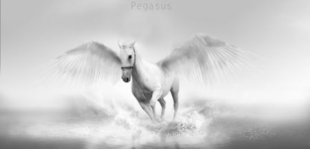 Pegasus - black, fantasy, white, wings, cloud, pegasus, horse